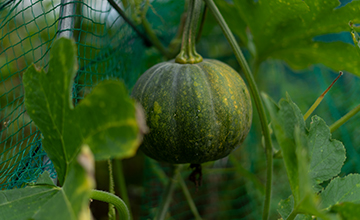 野菜づくり