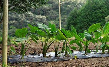 野菜づくり
